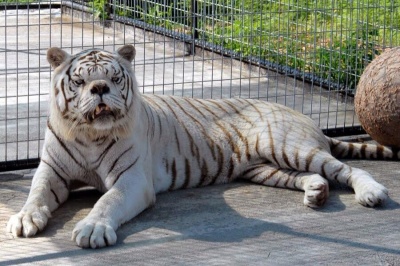 This Tiger with Down Syndrome