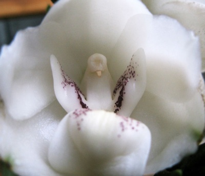 Dove Orchid