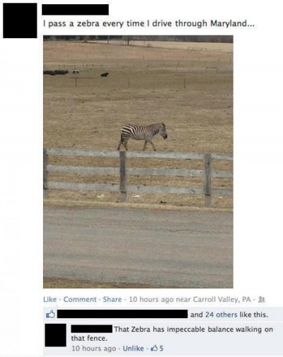 This Hilarious Response To A Zebra Photo