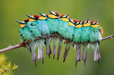 Colorful Caterpillar, Is it?