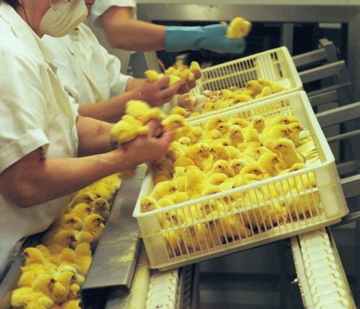 Chicken Sex Determiner - Up to $40,000 a Year