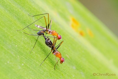 Stilt legged flies