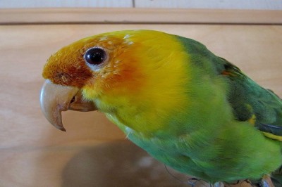 Carolina Parakeet