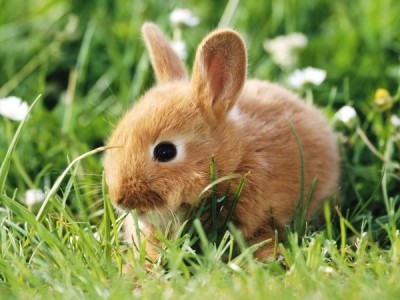Rabbit