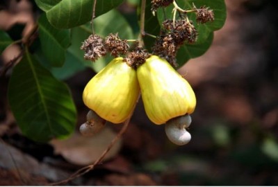 Cashew