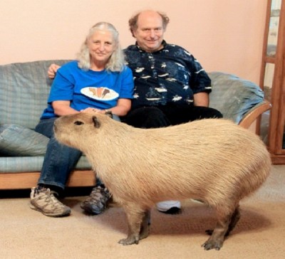 Gary The Rodent