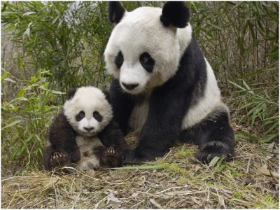 Baby Pandas Leave The Nest Early