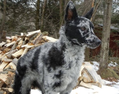 The Mudi Dog