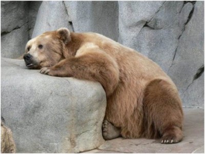 Sad Bear on the Loose