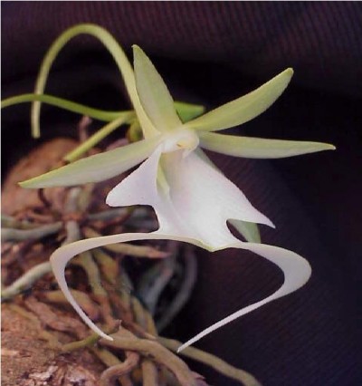 The Ghost Orchid