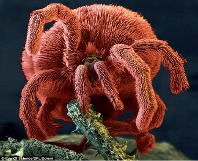 Red Velvet Mite