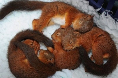Snuggle Z's
