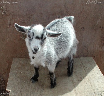 Pygmy goat