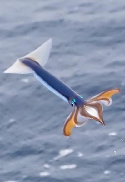 Flying squid
