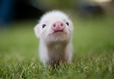 This Little Piggy Stayed At Home