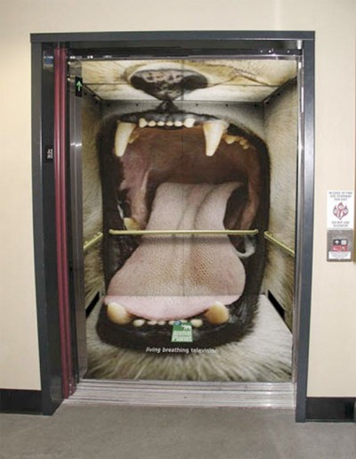 Enter the lion