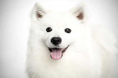 Dog - Extrovert, Sensing, Feeling Perceiving (ESFP)