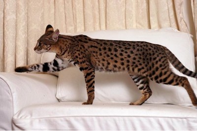 The Savannah Cat