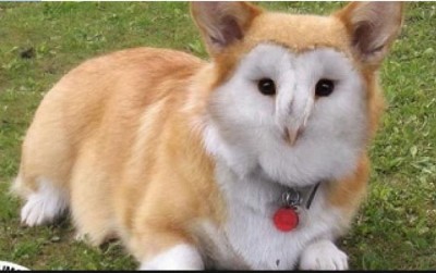A corgie owl