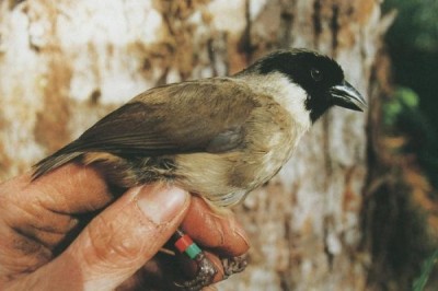 Black Faced Honeycreeper