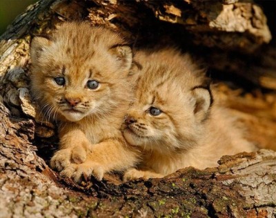 Lions