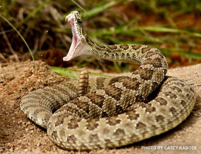 Live rattlesnake
