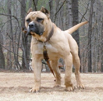 Presa Canario