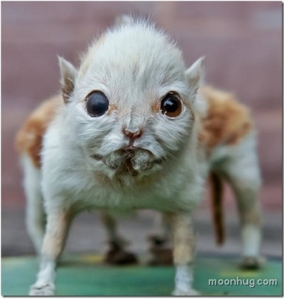 Deformed Squirrel