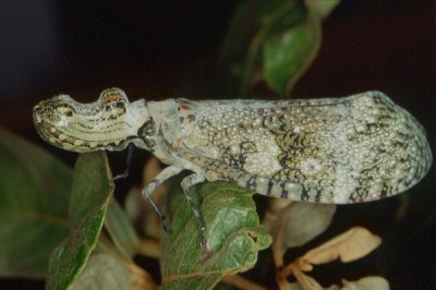 Peanut head bug