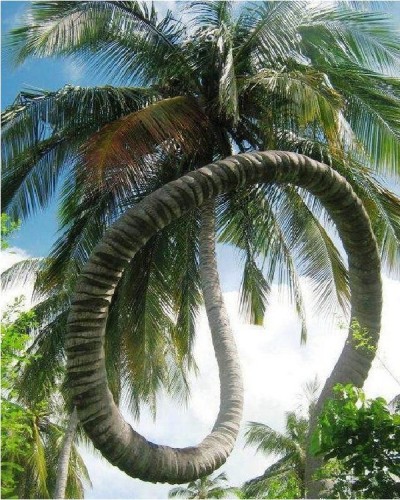 Rolling Coconut Tree