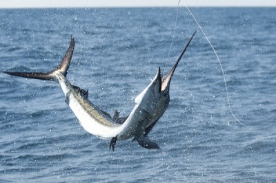 Billfish