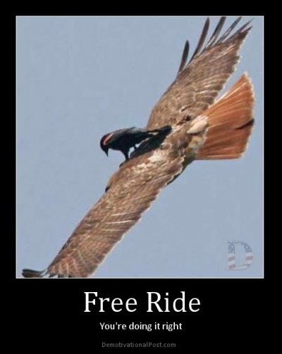A clever bird