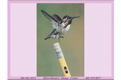 Bee Hummingbird