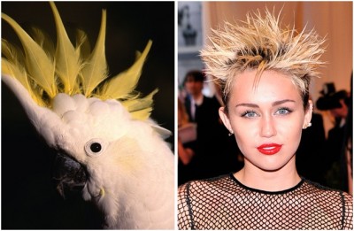 Miley Cyrus and a Cockatoo