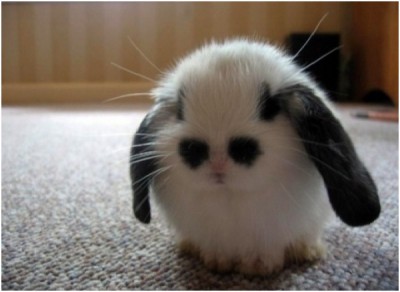Bunny