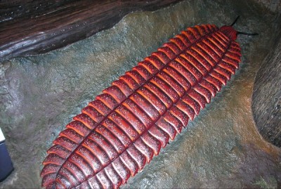 Giant centipede