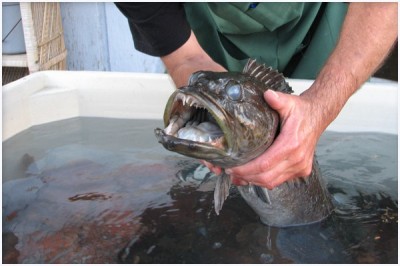 Cod