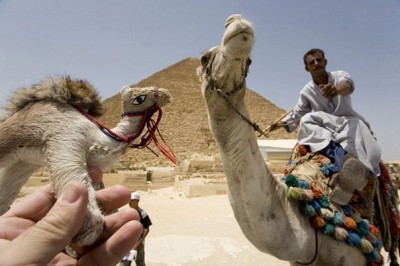 Mean Little Camel