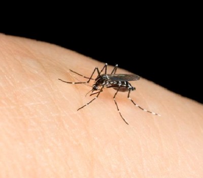 Sudden death Mosquitos