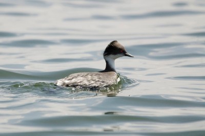 Junin Grebe