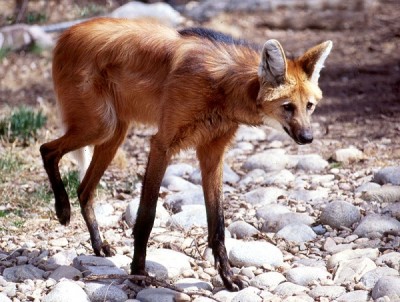 Maned wolf