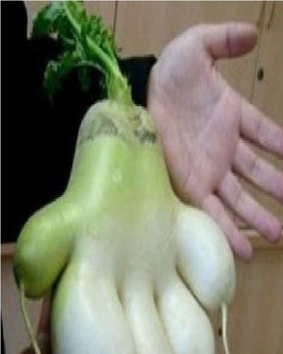 Tomato hand