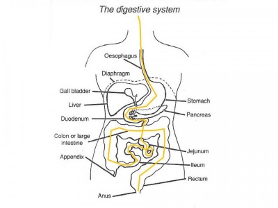 Flatulence or Fart is Body's Natural Way of Sending out Harmful Gases