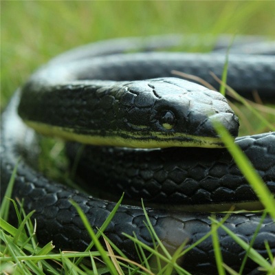 Hide a Rubber Snake in Lawn