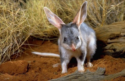 Bilby