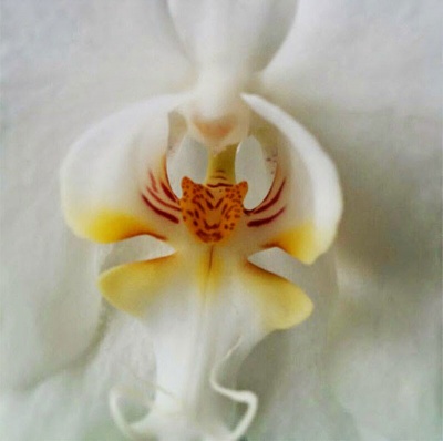 Tiger Face Orchid