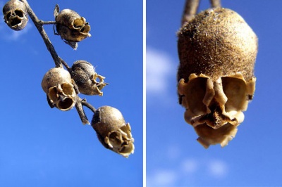 Snap Dragon Seed Pod