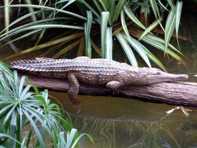 Freshwater Crocodile