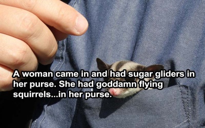 Sugar Glider In Purse