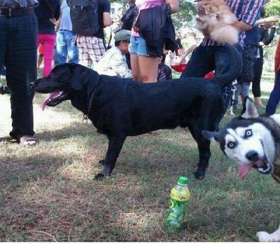 Dog on dog